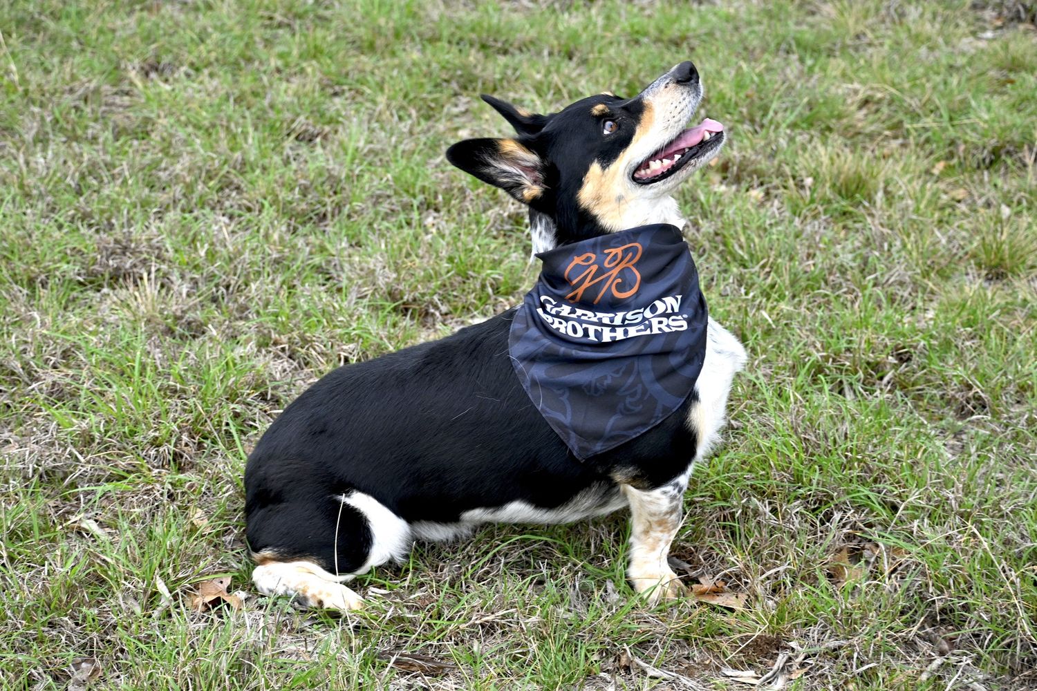 Dog Bandana