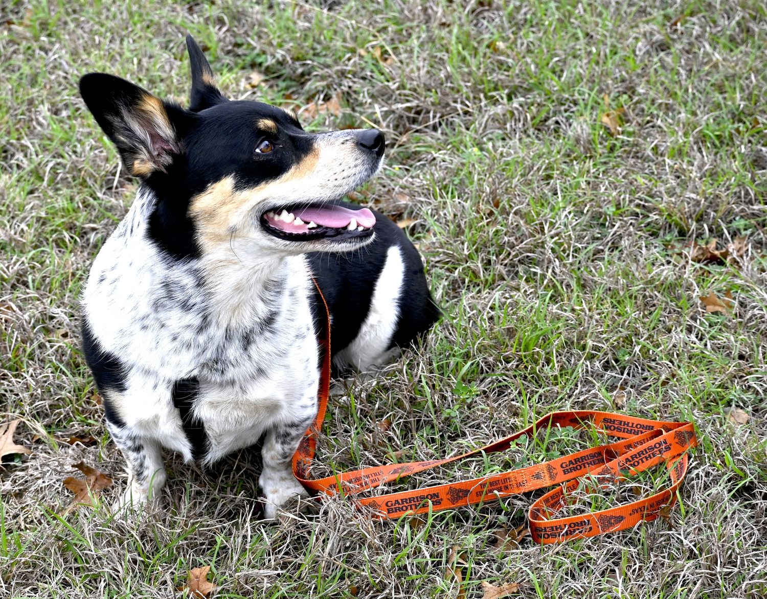 Dog Leash