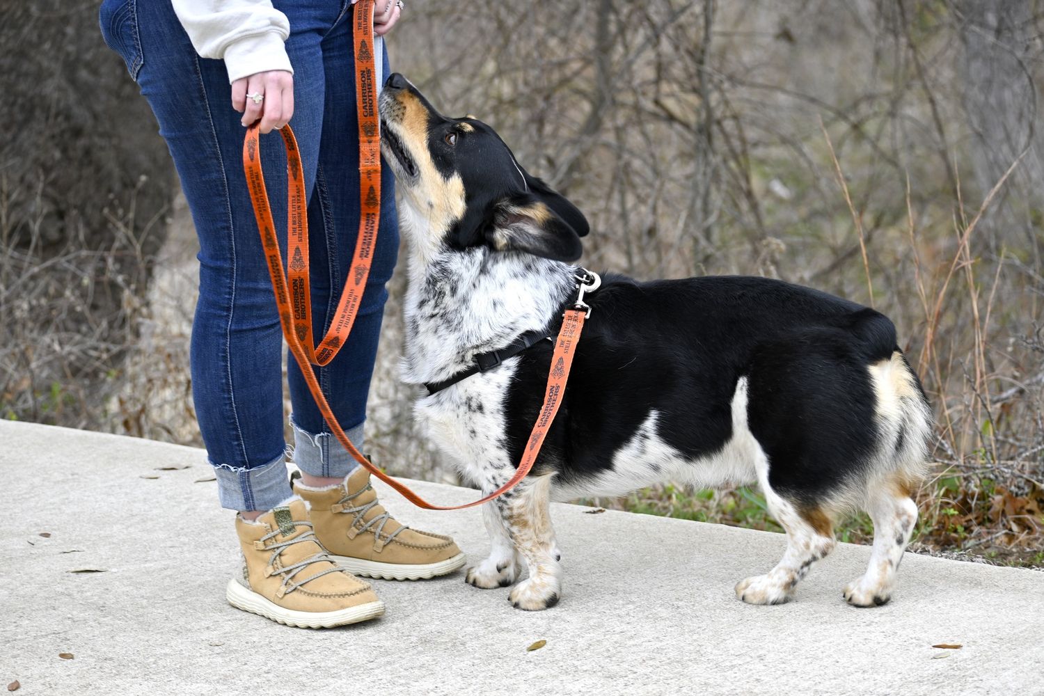 Dog Leash
